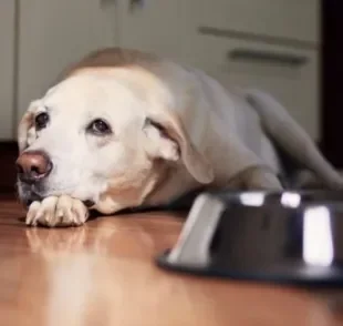 O cachorro intoxicado apresenta sintomas como diarreia, vômito e apatia