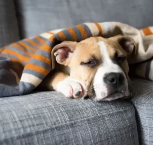 A leishmaniose visceral canina é uma grave doença que pode atingir os pets e a família