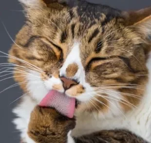 O "malt paste" ajuda a eliminar bolas de pelo do organismo do gato