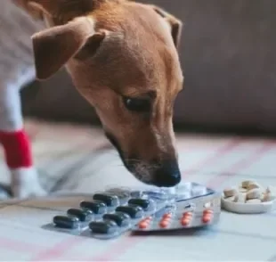 Jamais o cachorro pode comer remédio de humano. A composição desses medicamento pode ser muito tóxica aos cães