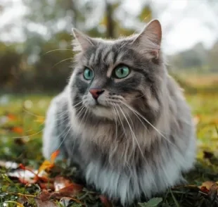 Os nomes para gatos podem revelar muito sobre a personalidade do pet, bem como podem ser homenagens