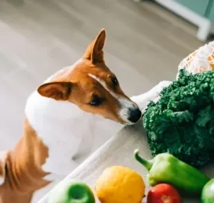  Alimentos que soltam o intestino do cachorro ajudam a melhorar a diarreia 