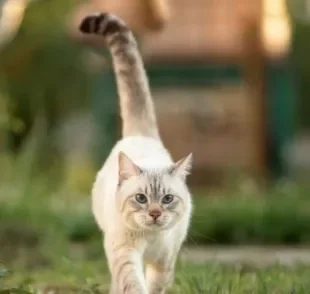 Descobrir o que significa quando o gato balança a cauda ajuda na comunicação entre tutor e bichano