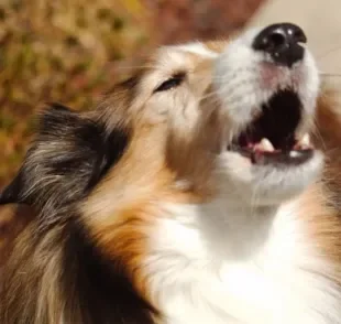 Cachorro uivando: comportamento é herdado dos ancestrais caninos