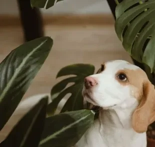  Saiba quais são as plantas tóxicas para cachorro 