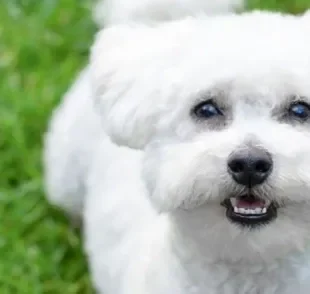 As raças de cachorro branco fazem qualquer um se apaixonar!