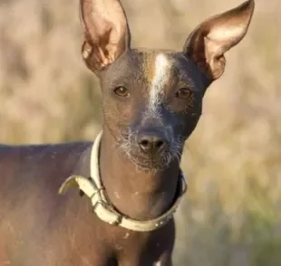 O Cachorro Pelado Mexicano é um exemplo de cachorro sem pelo que requer cuidados extras na pele