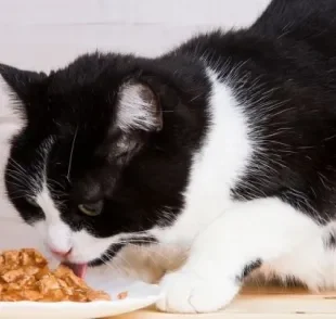 Veterinário pode ajudar a escolher a melhor ração para gatos idosos