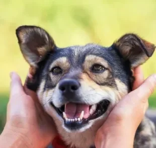  Cachorro tem signo? Acredita-se que os astros podem influenciar a personalidade dos pets 