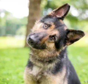 A síndrome vestibular canina é um quadro que afeta o equilíbrio e orientação espacial dos cães