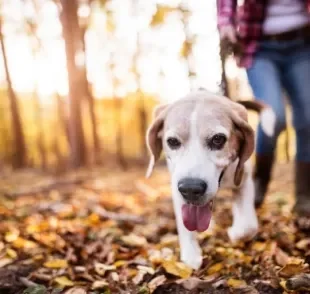 Um cachorro puxando a guia pode atrapalhar a experiência do passeio, e deve ser corrigido