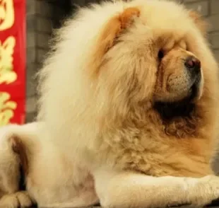 Chow Chow: tosa leão ressalta a pelagem do cachorro da raça