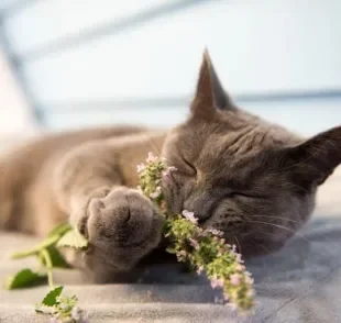 O catnip - ou simplesmente erva de gato - é uma planta com vários benefícios