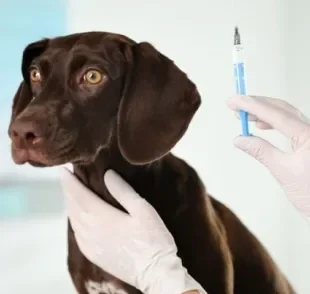Vacina de raiva: cachorro precisa tomar doses de reforço anualmente