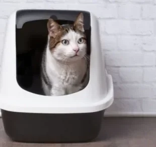A caixa de areia para gatos é um acessório fundamental para a higiene do seu pet