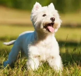 O West Highland White Terrier é um cachorro com características incríveis e que farão você se apaixonar por ele