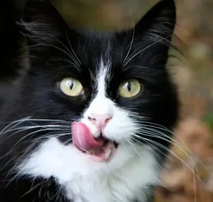 A língua do gato é fundamental para a autolimpeza, hidratação e alimentação da espécie