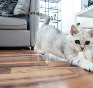 O esqueleto do gato junto com a musculatura são responsáveis pela sustentação do corpo do animal