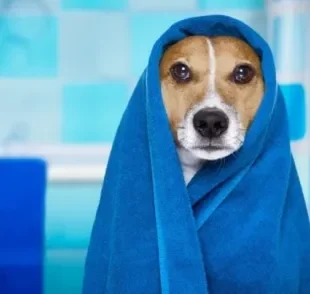O banho em cachorro é uma situação que pode causar medo em alguns cães