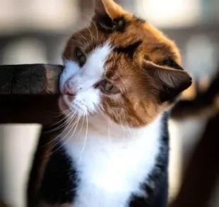 O bigodinho de gato possui uma função importante para o animal