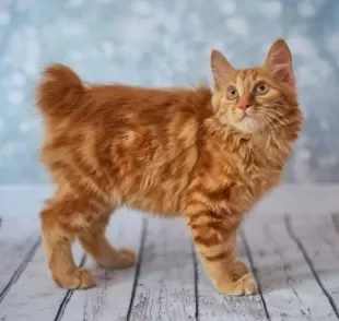 O Bobtail Americano é uma raça de gato com cauda curta e diferentes tipos de pelagem