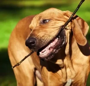  Conheça as 5 principais raças de cachorro brasileiro 