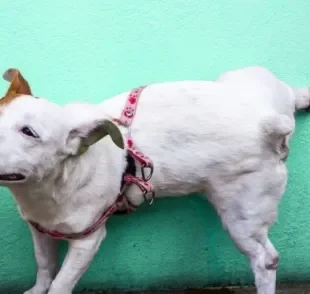 Cachorro marcando território: comportamento costuma parar depois da castração