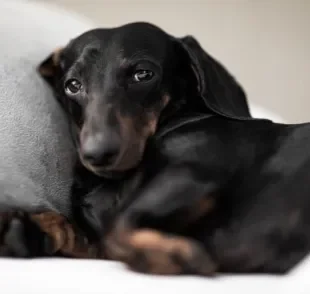 O cachorro vomitando pode ter diferentes causas