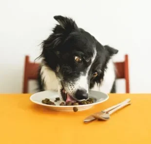 Tem um cachorro vomitando depois de comer? Entenda por que isso acontece e o que fazer! 