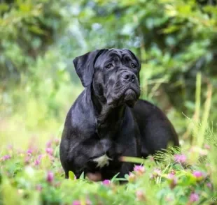 O Cane Corso pode ser criado tanto como cão de companhia quanto para fazer guarda