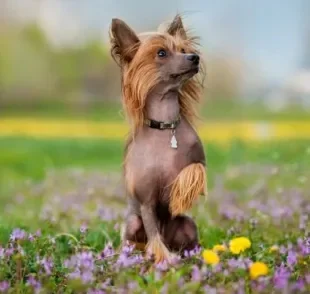  O Cão de Crista Chinês possui uma aparência exótica, mas é super dócio e uma ótima companhia 