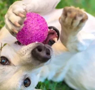 Bolinha: cachorro ama brincadeira com esse acessório