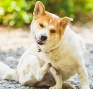 Existem diferentes tipos de remédio para carrapato em cachorro que atuam na eliminação do parasita