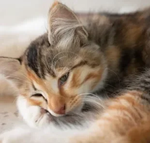  O gato com febre também pode manifestar apatia, espirros, vômito e diarreia, além de mudanças comportamentais 