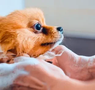 O shampoo para cachorro deve ser adequado à idade e cor da pelagem do pet