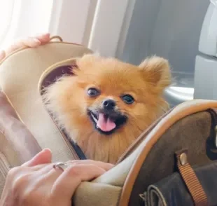 O cão de apoio emocional pode viajar com o tutor dentro da cabine de avião, dependendo do destino e companhia aérea