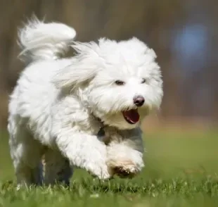 O Coton de Tulear é uma raça pequena muito carismática e brincalhona