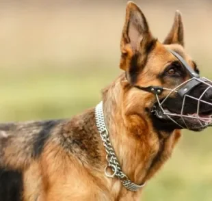 A focinheira para cachorro evita comportamentos agressivos e melhora o comportamento do animal