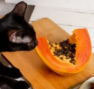 Seu gato come mamão? Saiba se essa fruta faz bem para a sáude do animal