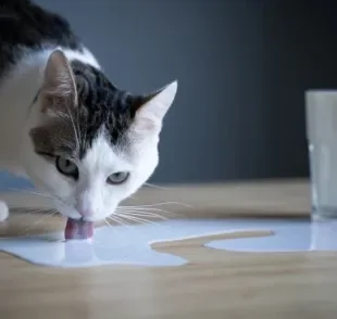 Gato e leite não é uma das melhores combinações e pode fazer mal para o seu pet