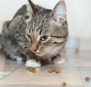 Regurgitação: gatos podem vomitar ração por estarem comendo rápido demais