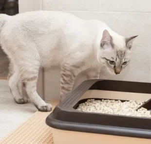 O granulado de madeira para gato é biodegradável e pode ser descartado no vaso sanitário sem risco de entupimento