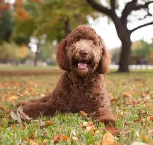 O Labradoodle é um cachorrinho com características de Poodle e Labrador