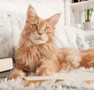 O Maine Coon é dono de uma personalidade encantadora e é muito inteligente