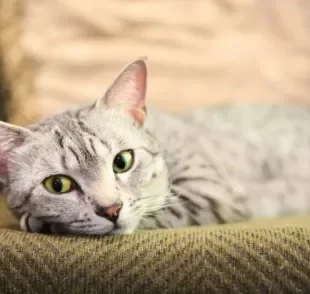 O Mau Egípcio é uma raça de gato cinza que tem várias qualidades