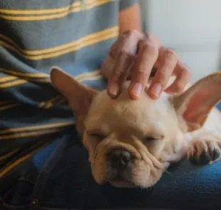 Na maioria das vezes, o cachorro encosta a cabeça no dono como sinal de afeto