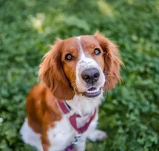 O olho de cachorro não enxerga todas as cores, mas tem uma ótima capacidade noturna e periférica