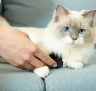 Saber onde fica o coração do gato ajudará o tutor a medir os batimentos cardíacos