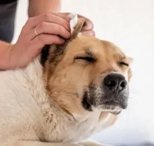A otite canina provoca muita coceira, além de excesso de cera no ouvido do cachorro e mau cheiro