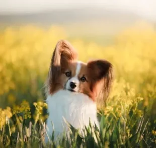  O Papillon é um cachorro pequeno super dócil e cheio de energia! 